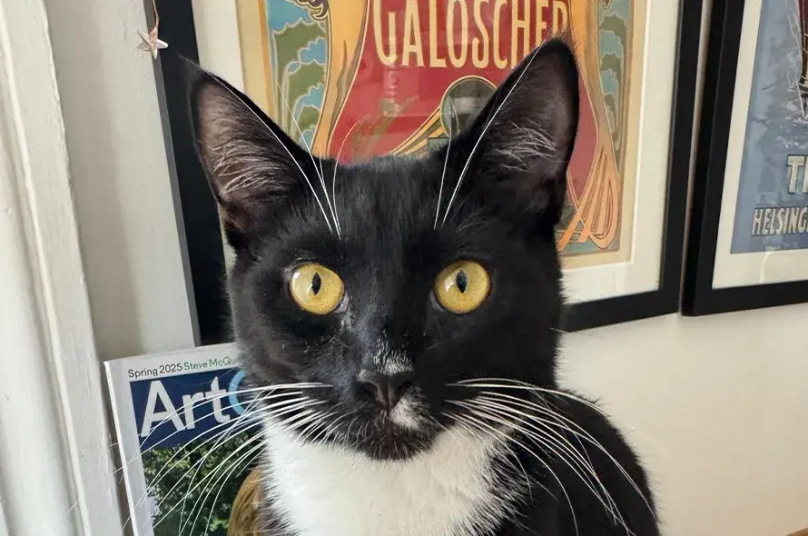 Percy sitting looking at the camera